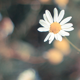 云呼死你网页版